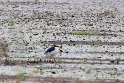 Black-crowned Night Heron - Eric Demers