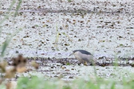 Black-crowned Night Heron - Eric Demers