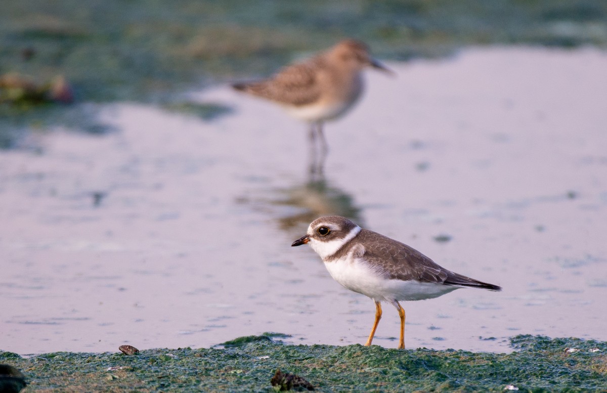 Semipalmated Plover - ML606914891
