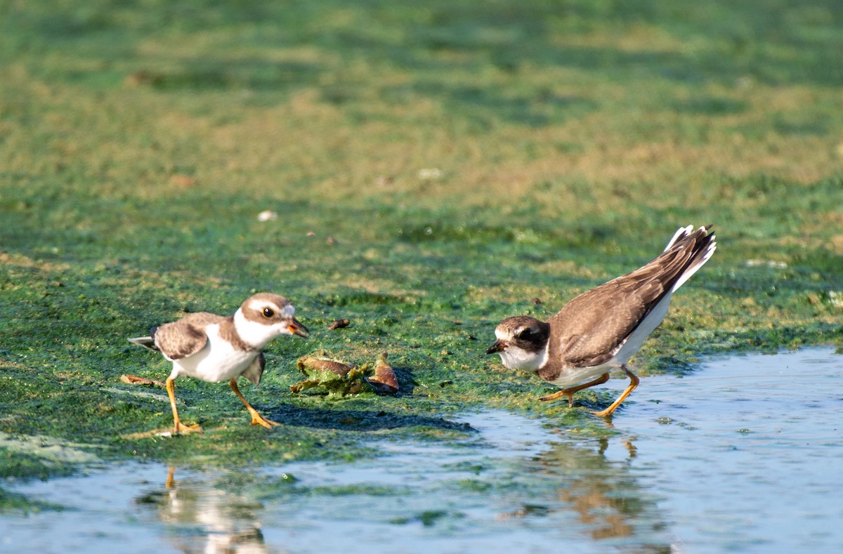 Semipalmated Plover - ML606914901