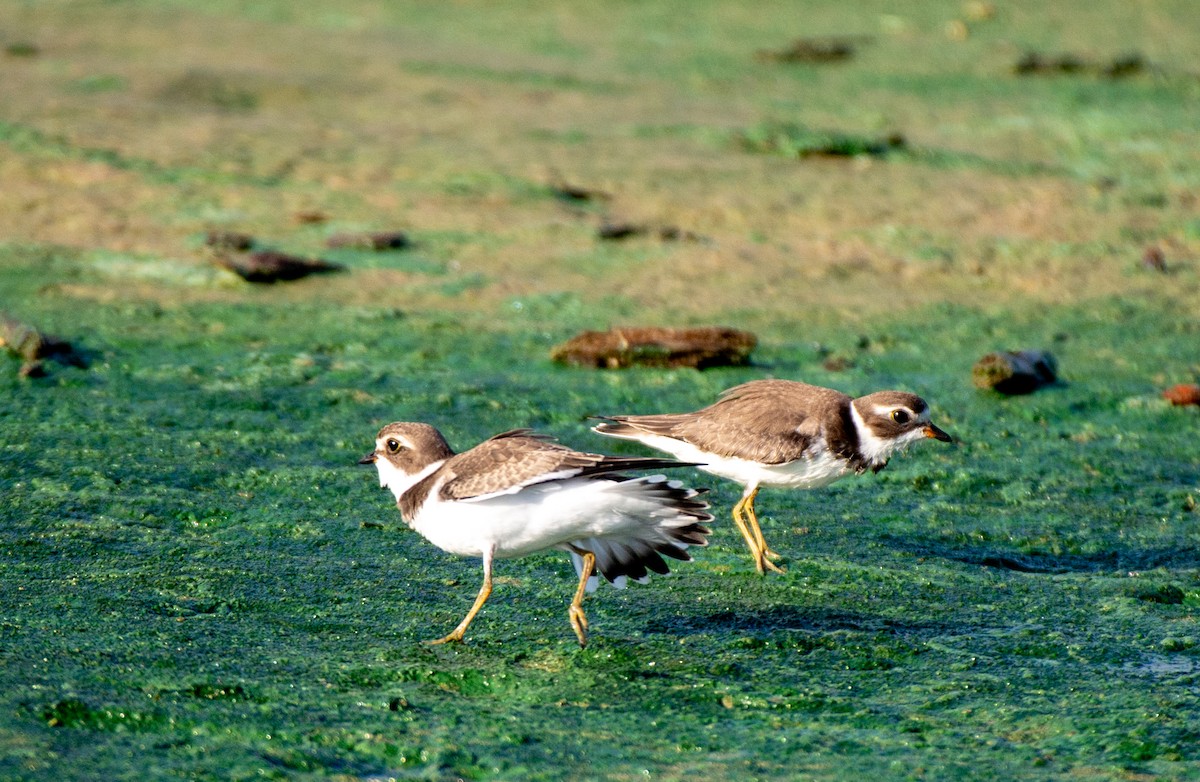 Semipalmated Plover - ML606914911