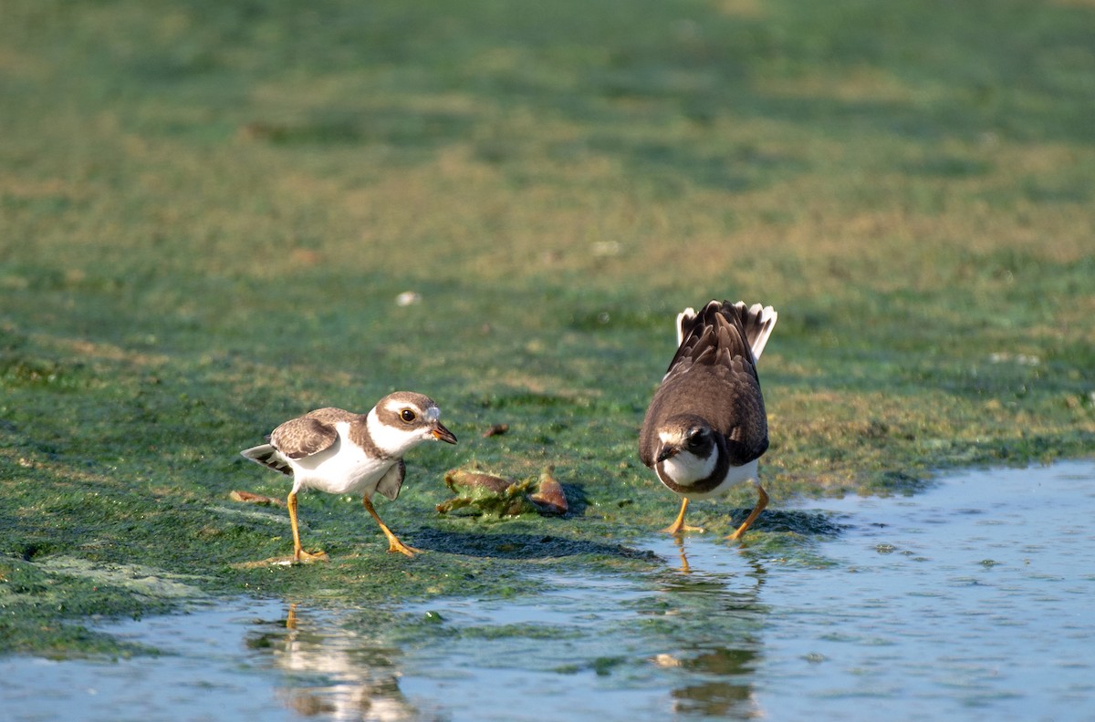 Semipalmated Plover - ML606914921
