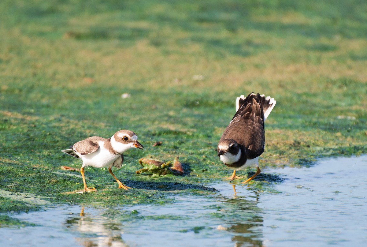 Semipalmated Plover - ML606914951