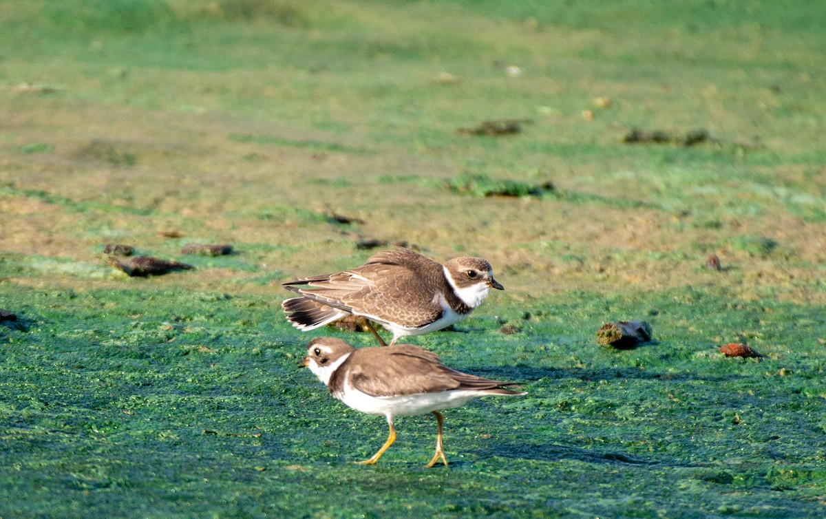 Semipalmated Plover - ML606914981