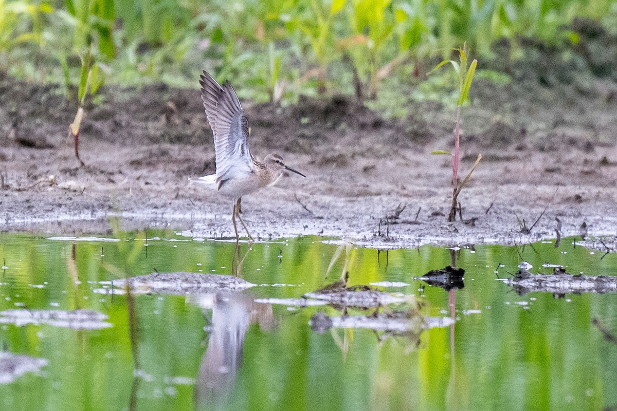 Stilt Sandpiper - Beth Finney