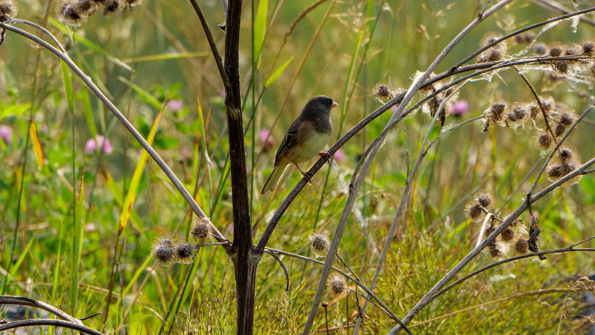 Dark-eyed Junco (Oregon) - Larry Joseph