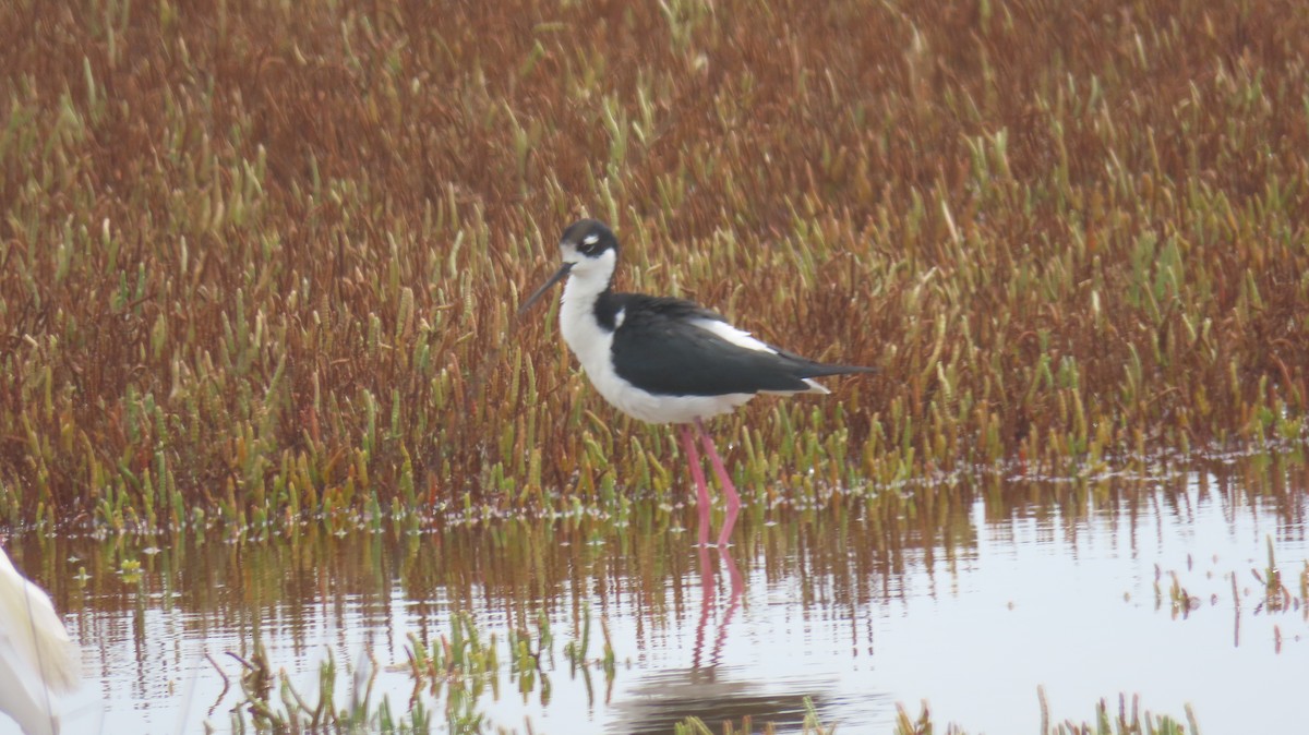 Black-necked Stilt - ML606916021