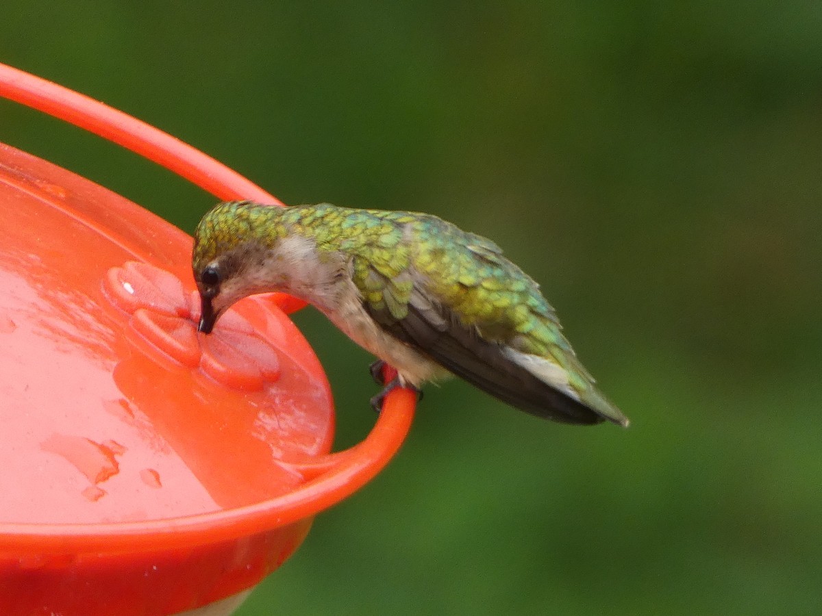 Ruby-throated Hummingbird - ML606917281