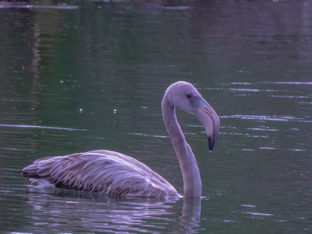 American Flamingo - ML606917611
