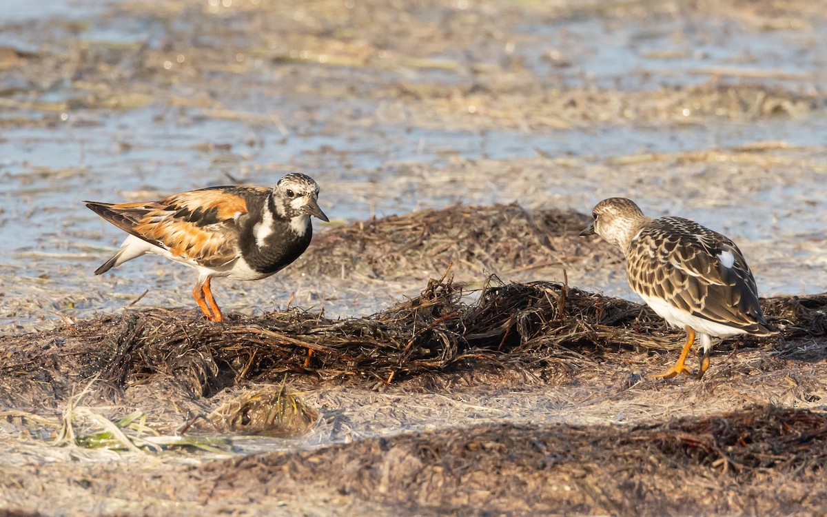 Ruddy Turnstone - ML606917971