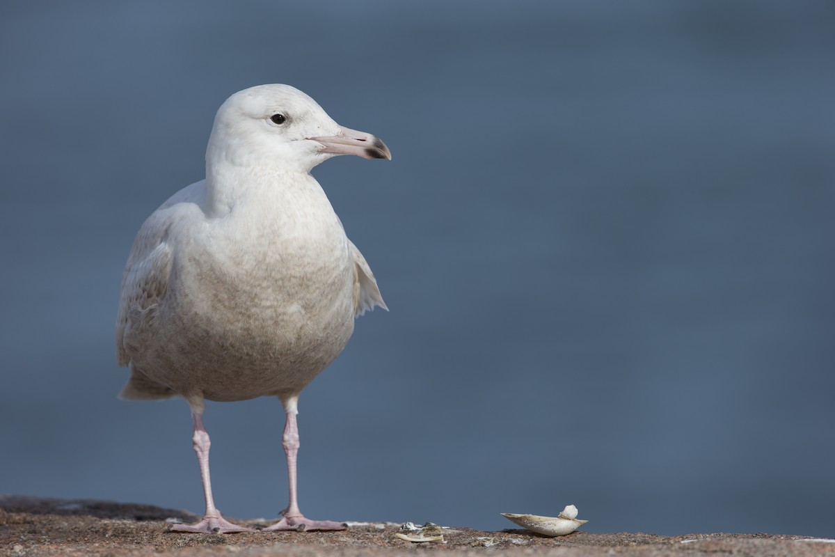 Glaucous Gull - ML606919231