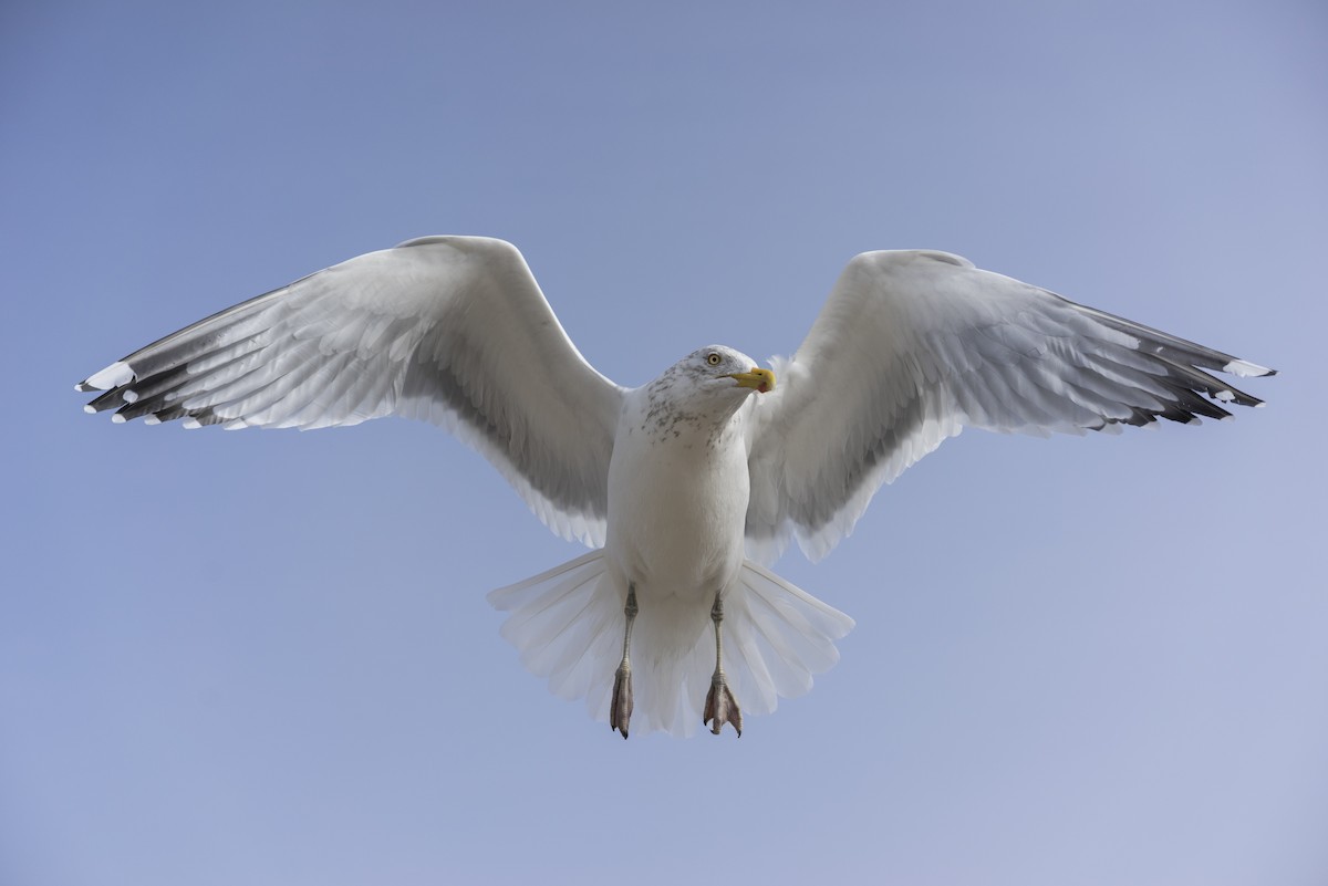 Herring Gull (American) - Michael Stubblefield