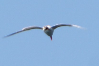 裏海燕鷗 - ML606920301
