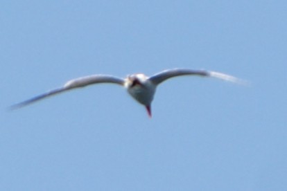 Caspian Tern - ML606920301