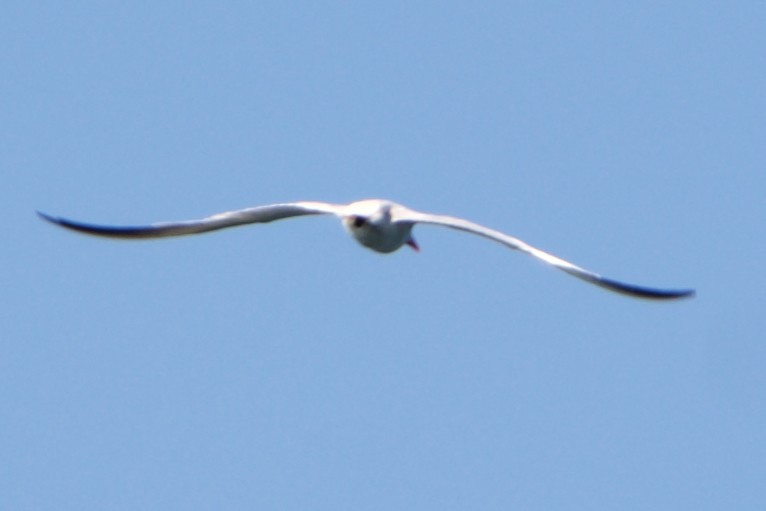 Caspian Tern - ML606920311