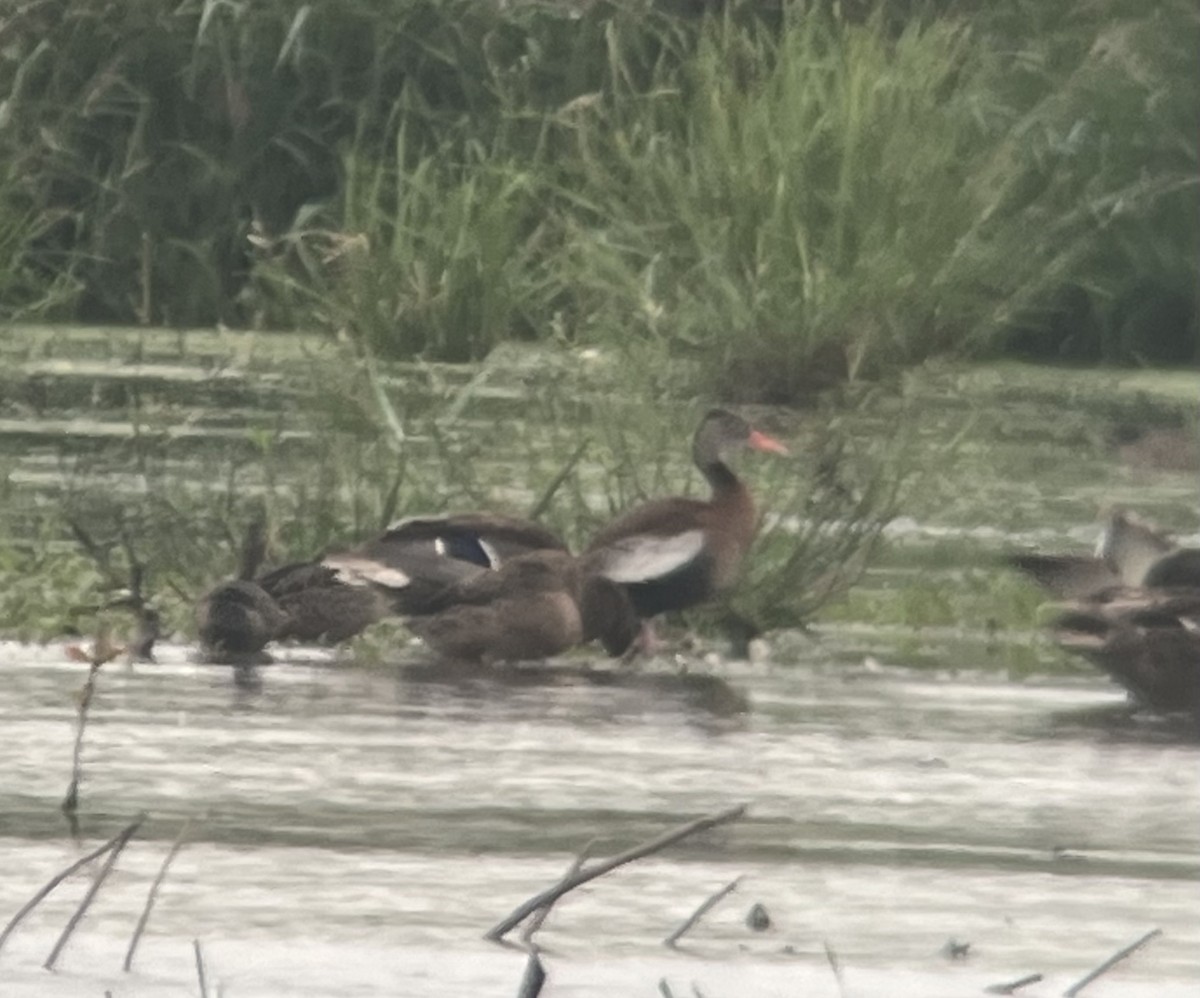 Black-bellied Whistling-Duck - ML606922491