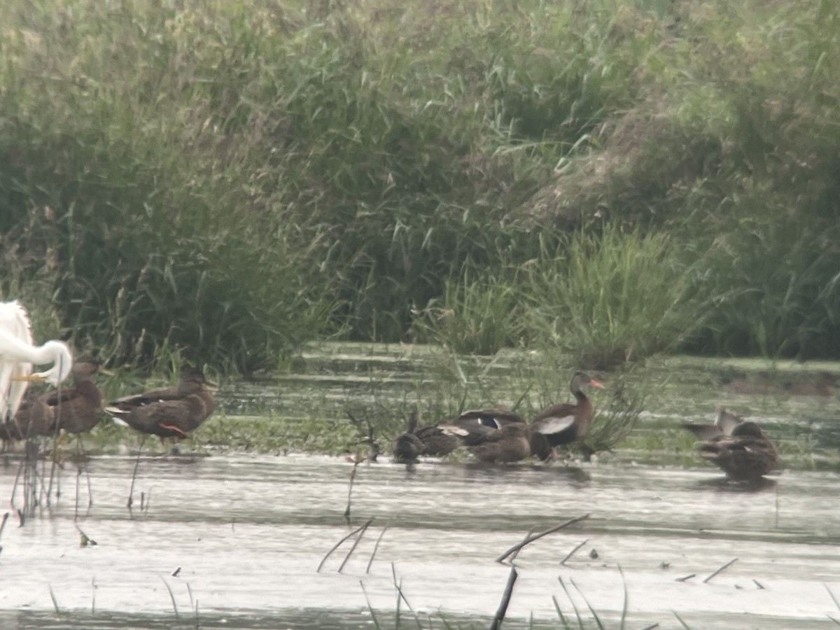 Black-bellied Whistling-Duck - ML606922521