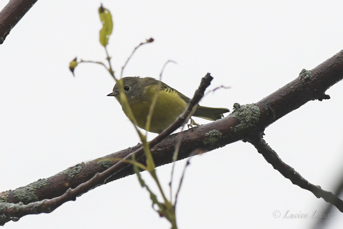 Nashville Warbler - ML606923001