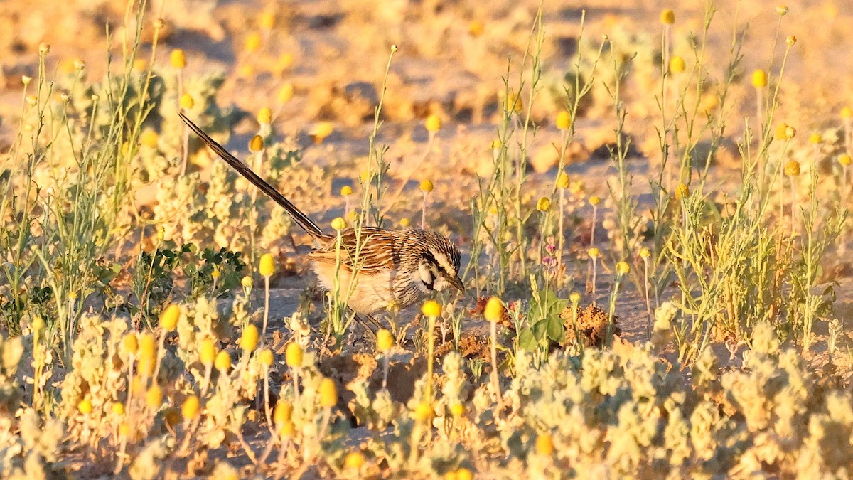 Gray Grasswren - Nick Thompson