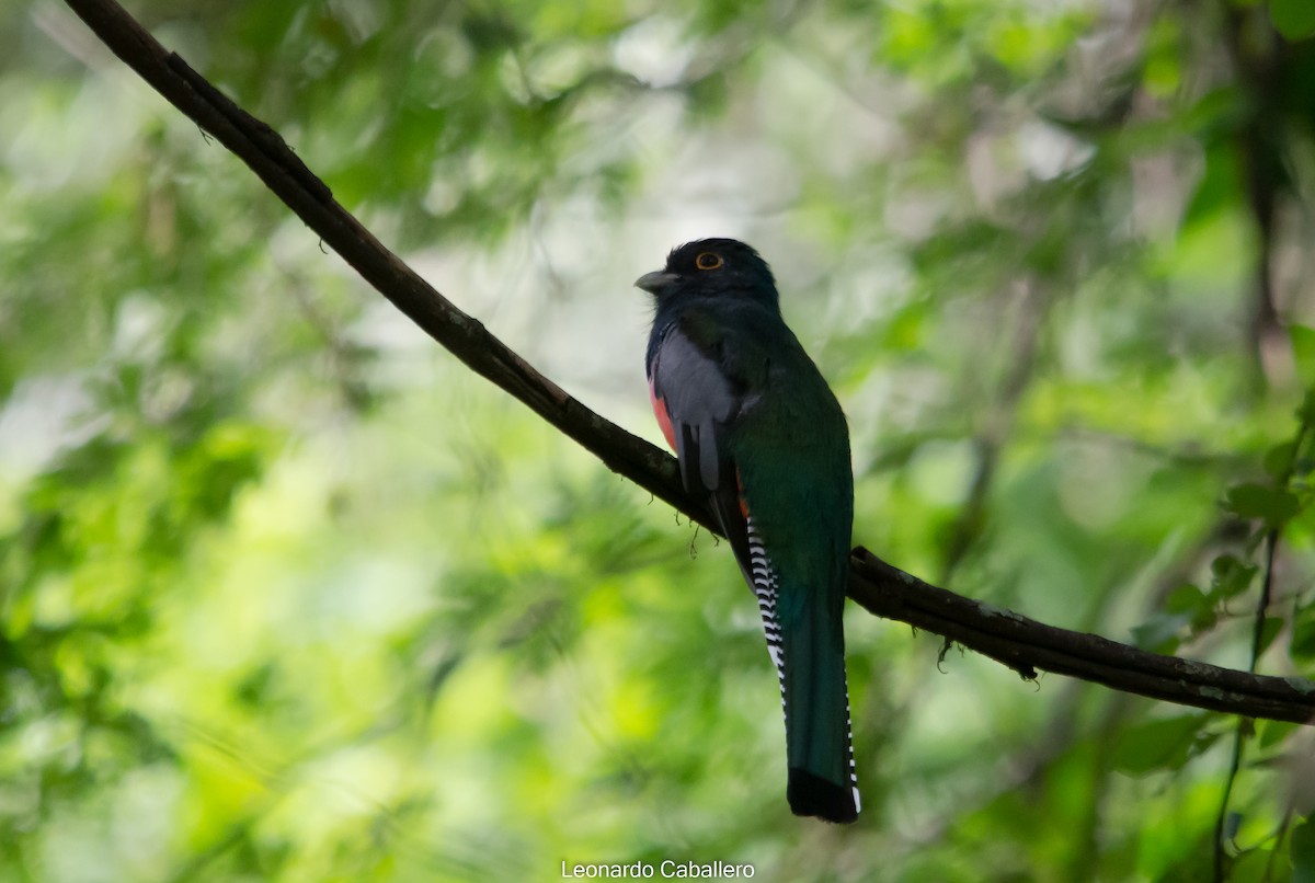 Blue-crowned Trogon - ML606925671