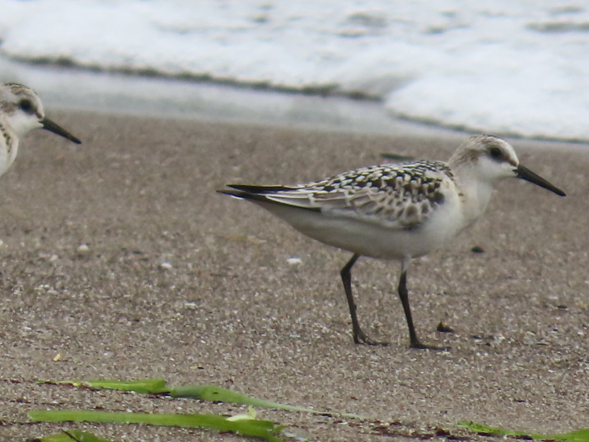 Sanderling - ML606927411