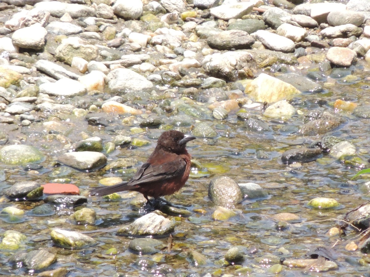 Silver-beaked Tanager - Carolina Dávila