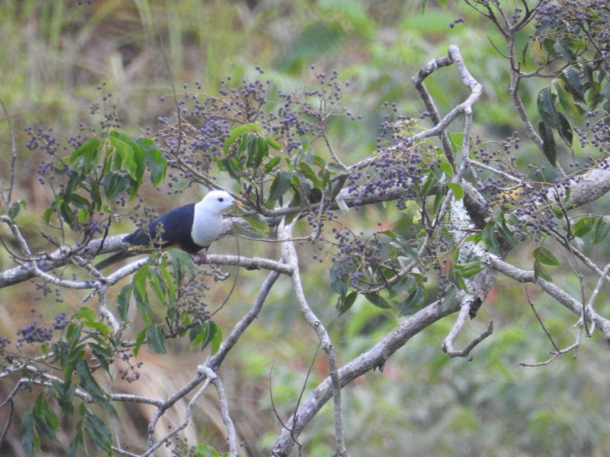 Black-backed Fruit-Dove - ML606928471