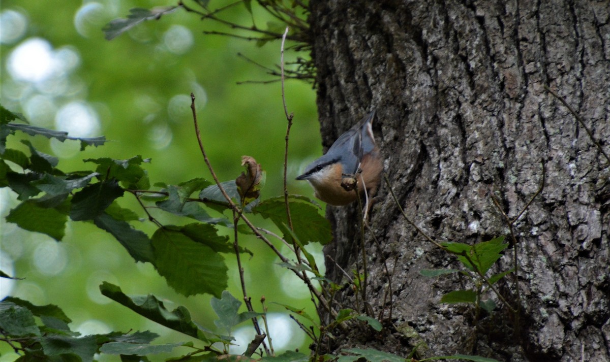 Eurasian Nuthatch - ML606929171