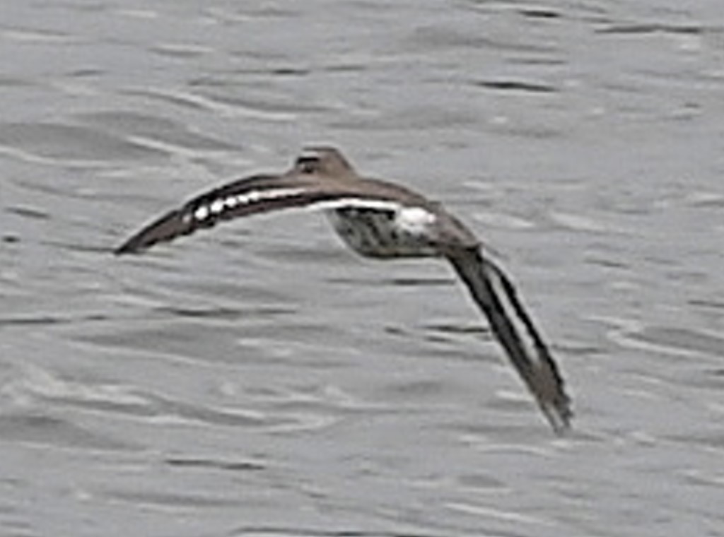 Spotted Sandpiper - ML606930671