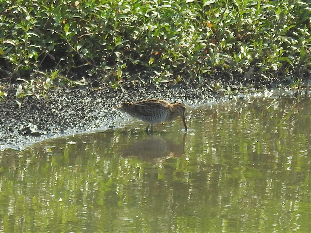 Wilson's Snipe - ML606931141