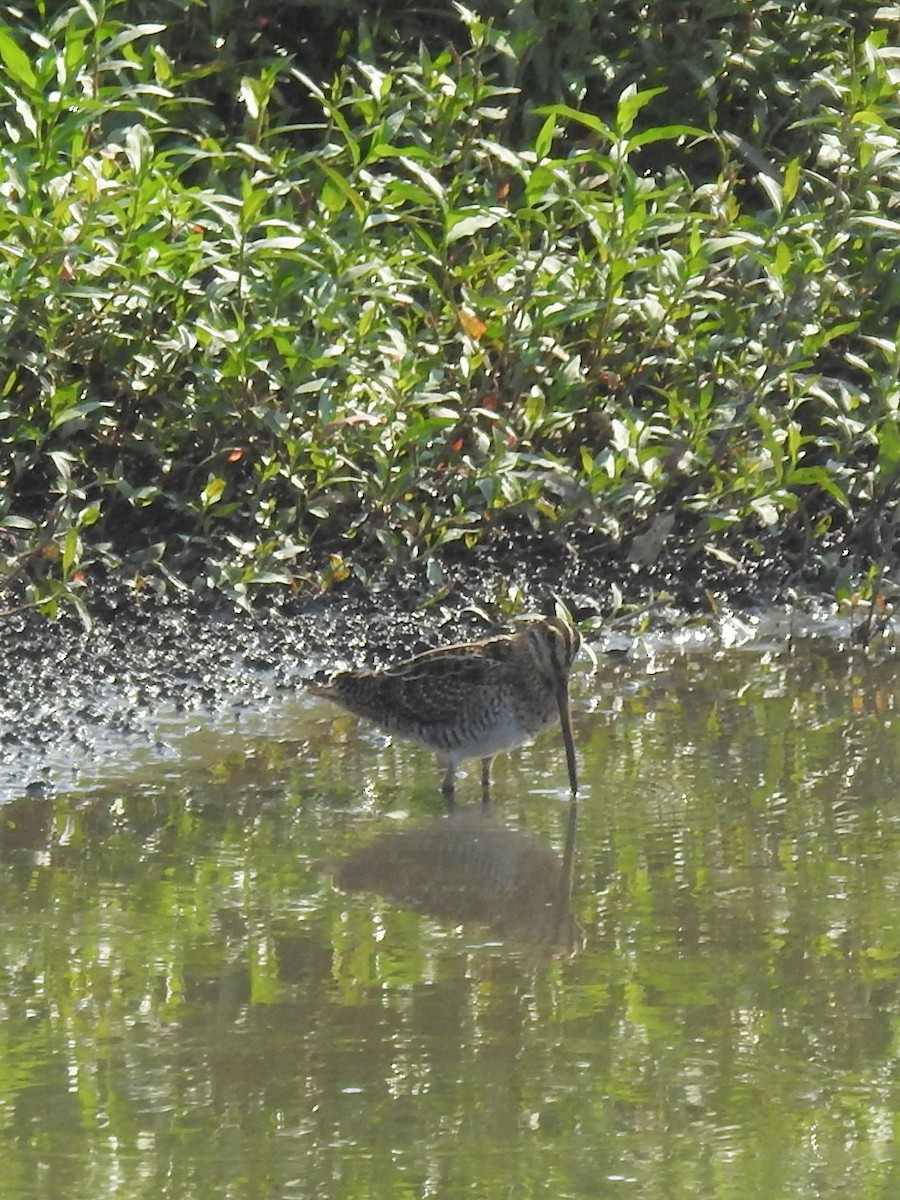 Wilson's Snipe - Erik Bergman