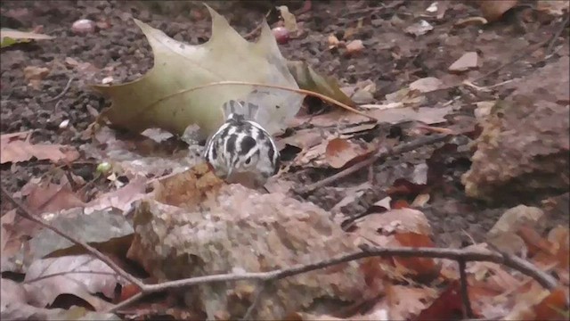 Black-and-white Warbler - ML606931361