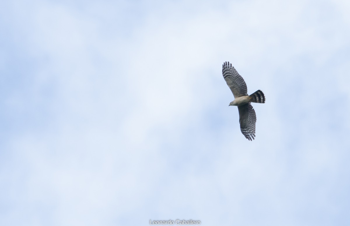 Hook-billed Kite - ML606931741