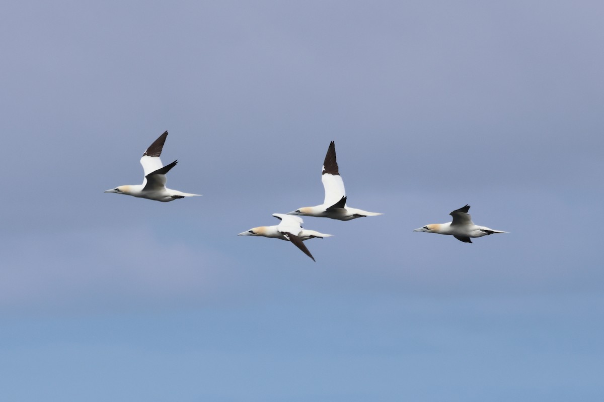 Northern Gannet - ML606931921