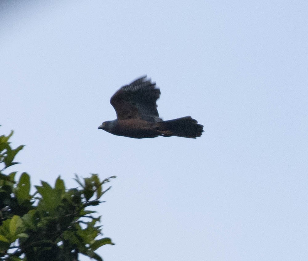 Moluccan Goshawk - Lindy Fung