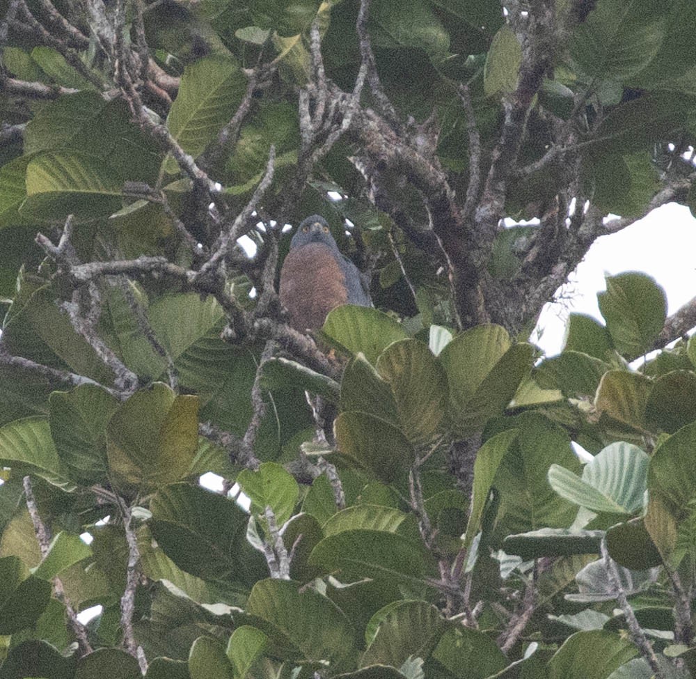 Moluccan Goshawk - ML606933681