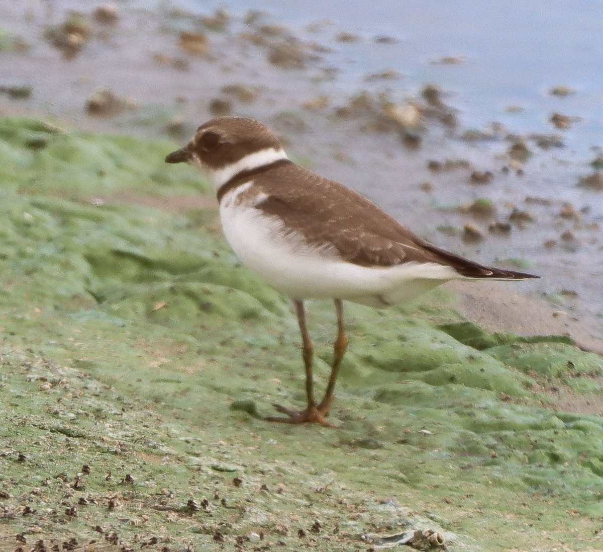 Semipalmated Plover - ML606933761