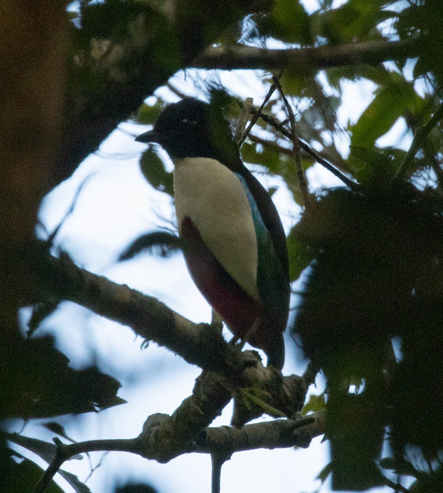 Ivory-breasted Pitta (Ivory-breasted) - Lindy Fung