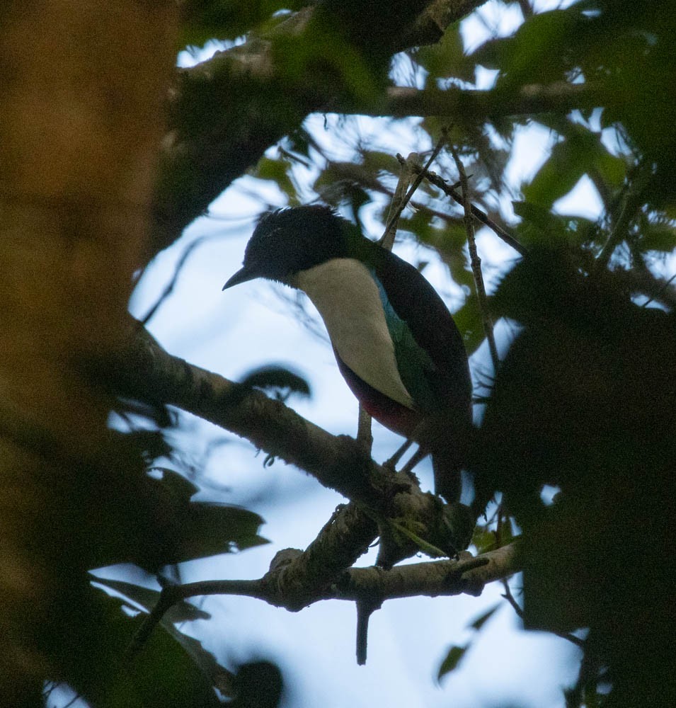 Ivory-breasted Pitta (Ivory-breasted) - Lindy Fung