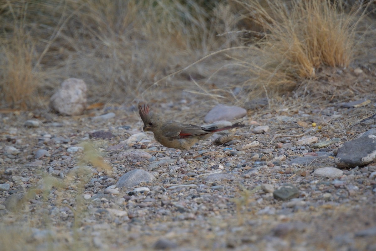 Pyrrhuloxia - ML606934331