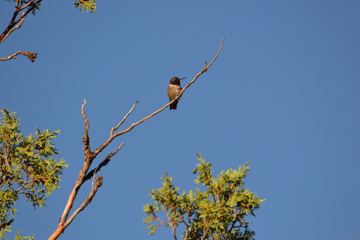 Colibrí Gorjinegro - ML606935111