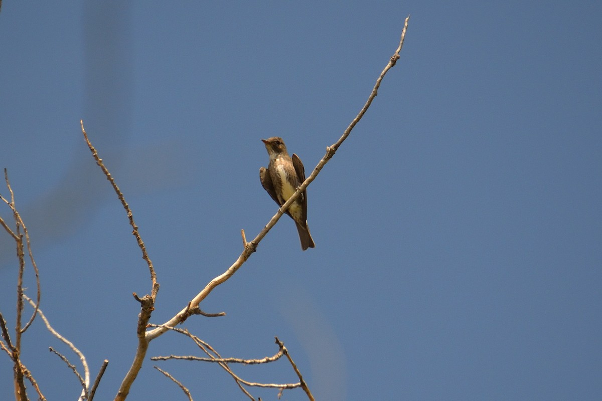 Olive-sided Flycatcher - Nathan Cross