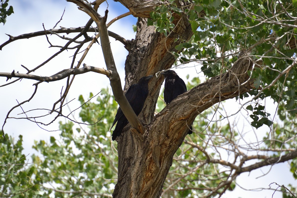 Common Raven - ML606935401