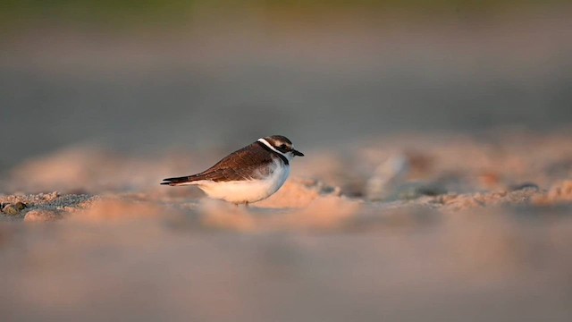 Semipalmated Plover - ML606935431
