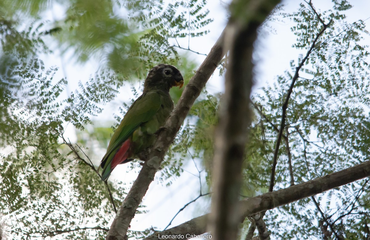 Папуга-червоногуз зеленощокий - ML606935471