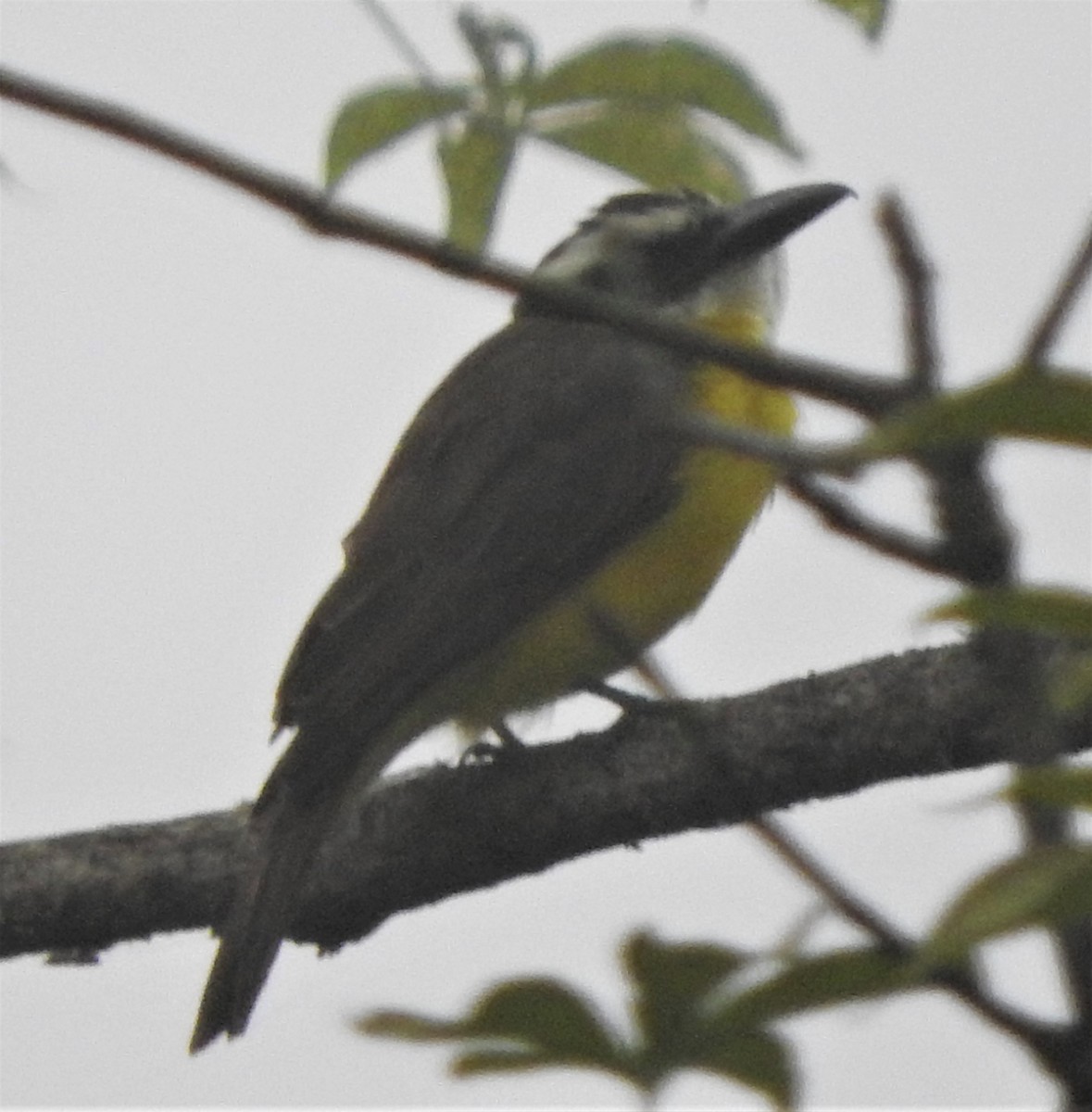 Boat-billed Flycatcher - ML606935541