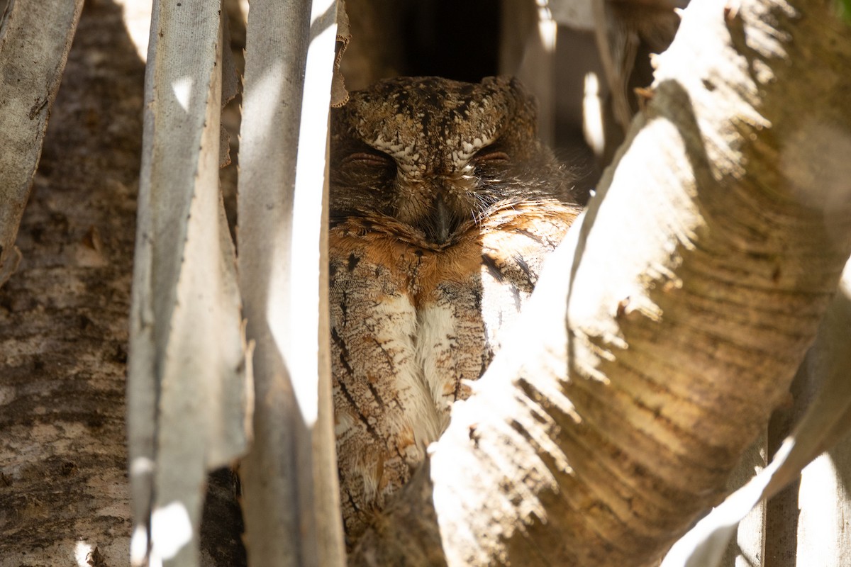 Madagascar Scops-Owl (Torotoroka) - ML606935591