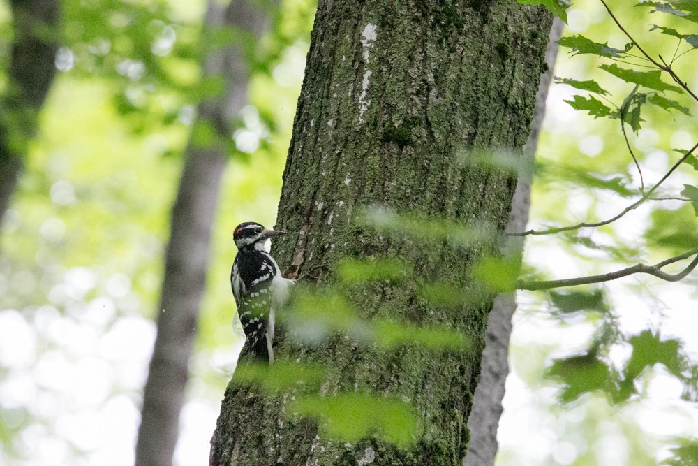 Hairy Woodpecker - ML606936251