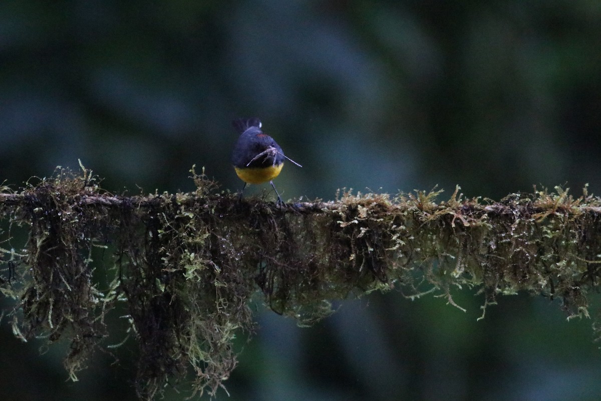 Slate-throated Redstart - Eliza Wein