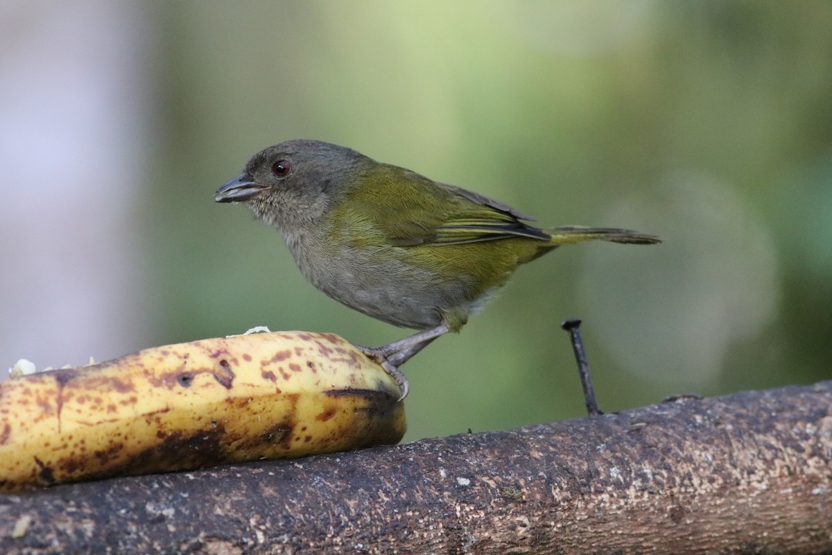 Dusky Chlorospingus - ML606937201